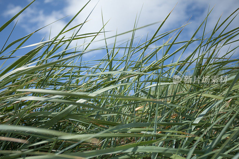 Marram Grass特写